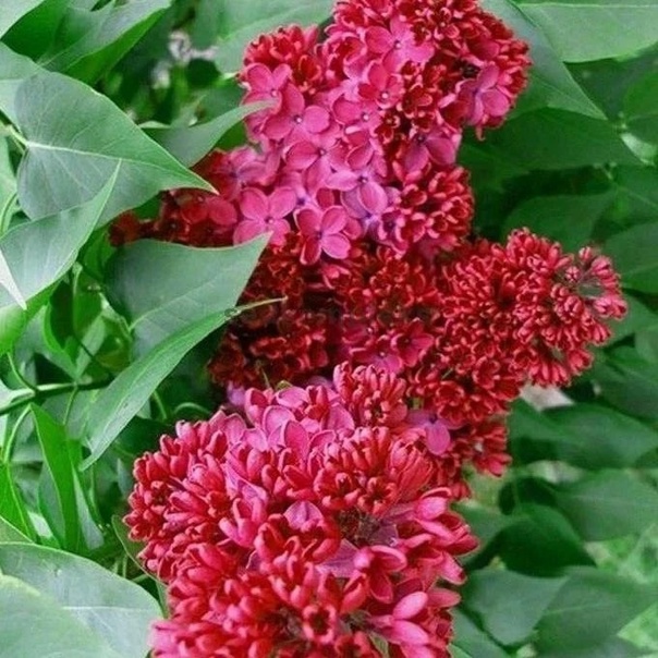 Сирень обыкновенная "Красная Москва"