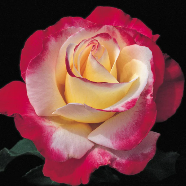 Роза чайно-гибридная "Double Delight"