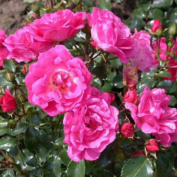 Роза миниатюрная "Flower Carpet Heidetraum"