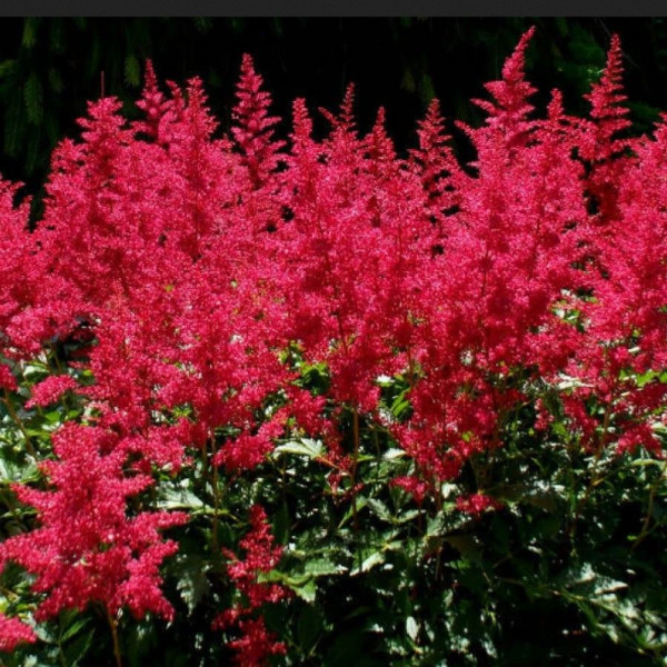 Астильба Арендса "Эльза Шлук"