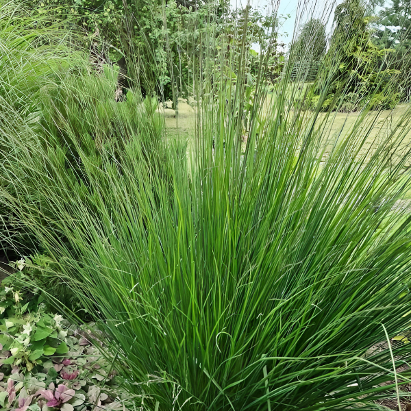 Молиния тростниковая "Фонтейн"