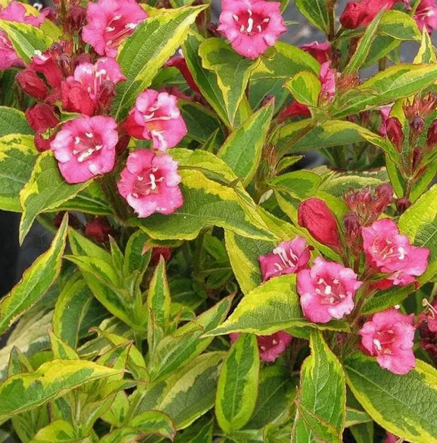 Вейгела цветущая  "Бригелла"