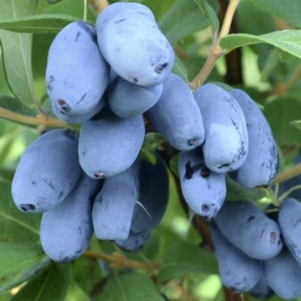 Жимолость "Бореал Бьюти"