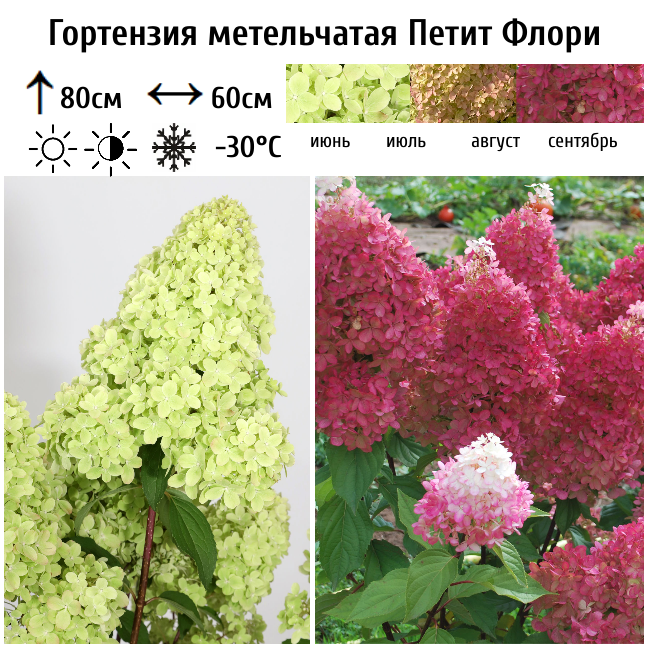 Гортензия метельчатая "Петит Флори"