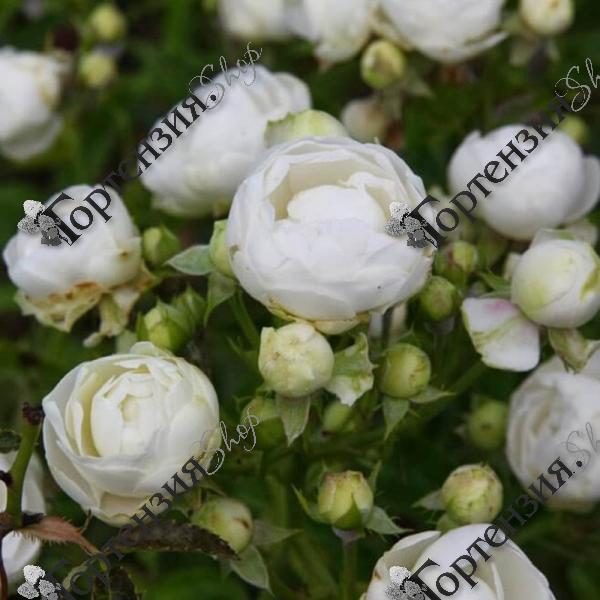 Роза полиантовая "Witte Koster"