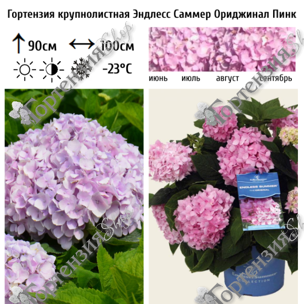 Гортензия крупнолистная "Эндлесс Саммер Ориджинал Пинк"