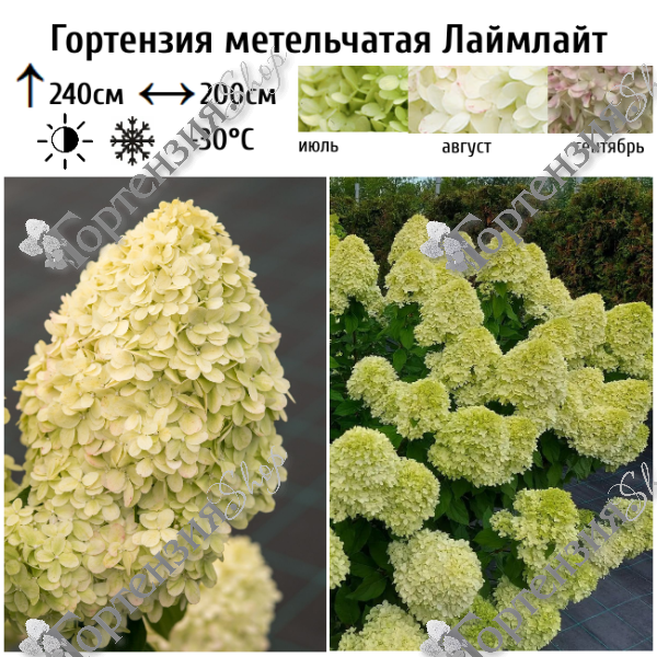 Гортензия метельчатая "Лаймлайт"
