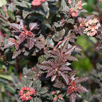 Пузыреплодник калинолистный "Литтл Девил" 