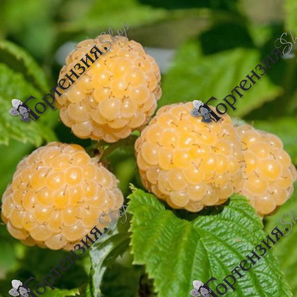 Малина "Голден Блисс"