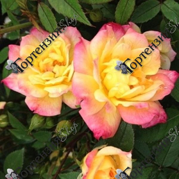 Роза миниатюрная "Tricolor Fairy"