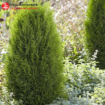 Туя западная "Тотем Смарагд" 