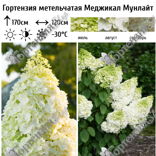 Гортензия метельчатая "Меджикал Мунлайт"
