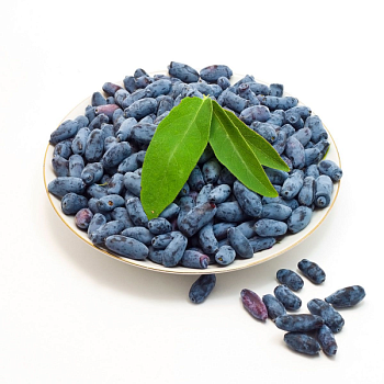 Жимолость садовая 