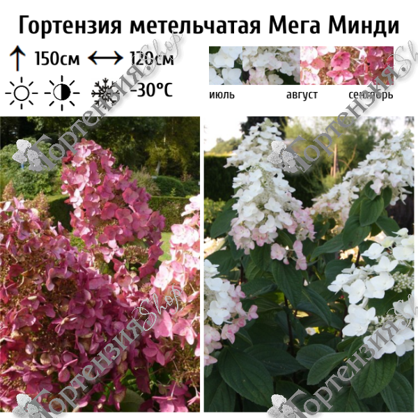 Гортензия метельчатая "Мега Минди"