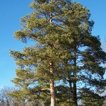 Сосна обыкновенная 