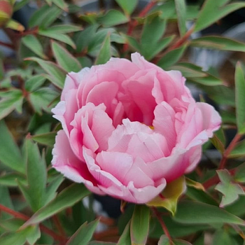 Пион древовидный  "Лавандер" 