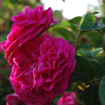 Роза Ругоза "Henri Martin" 