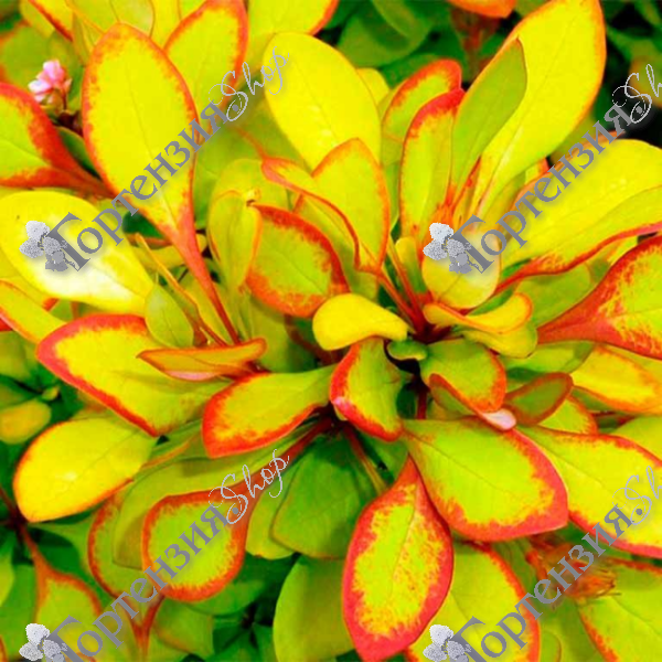 Барбарис Тунберга "Лимончелло"