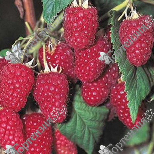 Малина "Харитейдж"