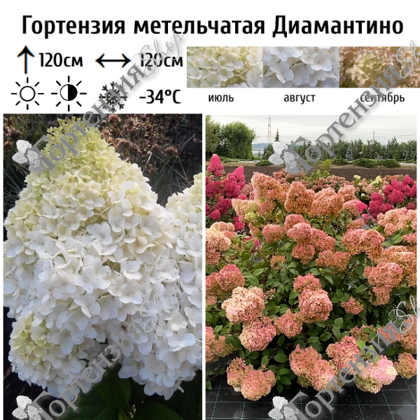 Гортензия метельчатая "Диамантино"