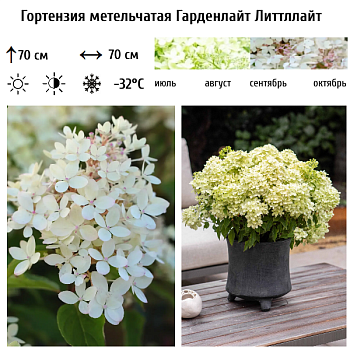 Гортензия метельчатая "Гарденлайт Литтллайт" 