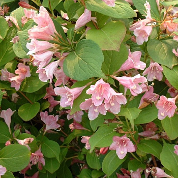 Вейгела цветущая "Пикобелла Роза"  