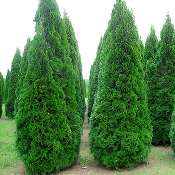 Туя западная "Смарагд" 