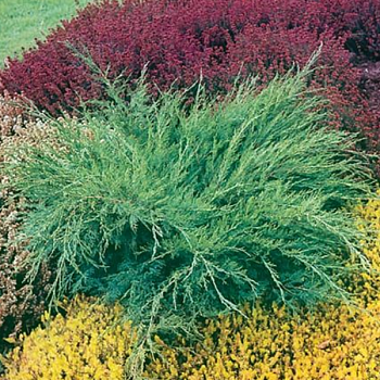 Можжевельник средний "Минт Джулеп" 