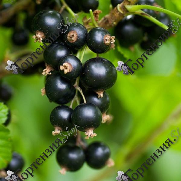 Смородина черная "Орловская серенада"