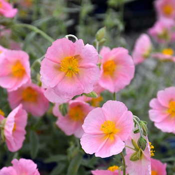 Гелиантемум "Висли Пинк" 