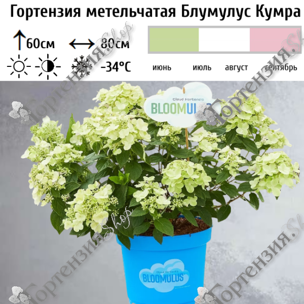 Гортензия метельчатая "Блумулус Кумра"