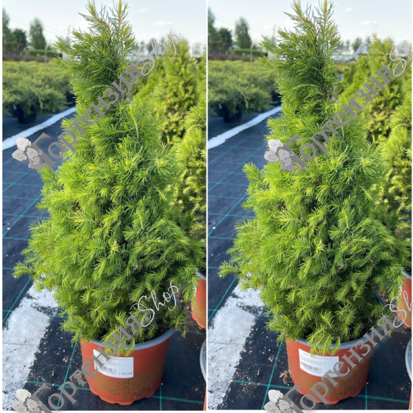 Ель сизая "Перфекта"