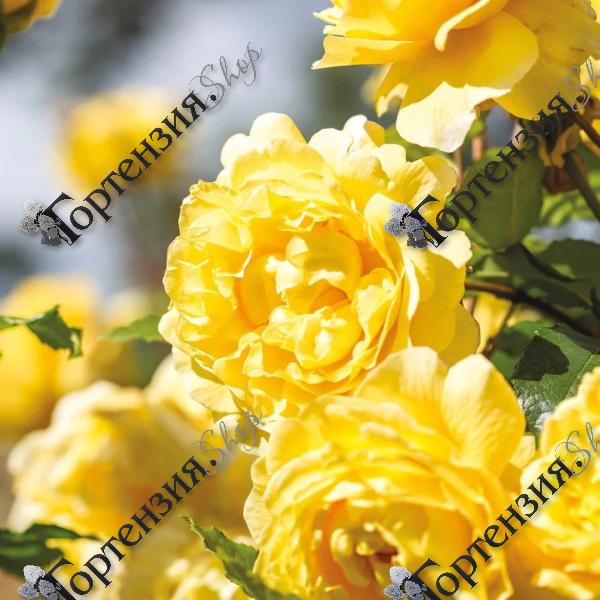 Роза флорибунда D.Austin "The Poets Wife"