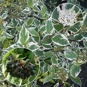 Дерен белый "Сибирика Вариегата" 