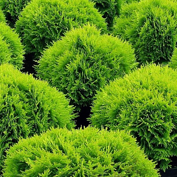 Туя западная "Даника" 