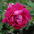 Роза полиантовая 